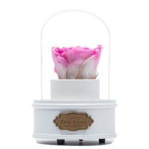 PINK PRESERVED ROSE｜THE ONLY REGULAR WHITE MUSIC GLOBE