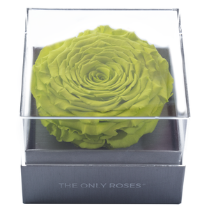 Bright Green Mega Preserved Rose | Crystalline Rose Box