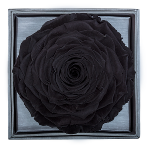 Black Mega Preserved Rose | Crystalline Rose Box