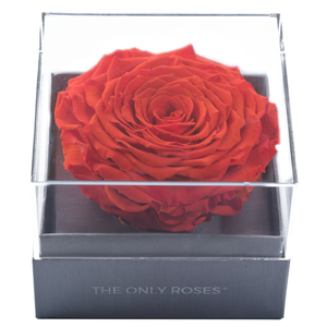 Orange Mega Preserved Rose | Crystalline Rose Box