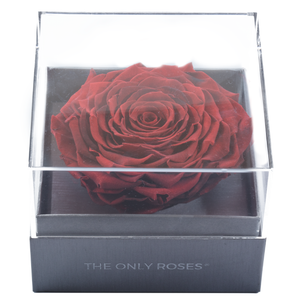 Fire Red Mega Preserved Rose | Crystalline Rose Box     Fire Red Mega Preserved Rose | Crystalline Rose Box     Fire Red Mega Preserved Rose | Crystalline Rose Box    Fire Red Mega Preserved Rose | Crystalline Rose Box