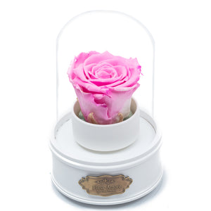 PINK PRESERVED ROSE｜THE ONLY REGULAR WHITE MUSIC GLOBE