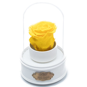 YELLOW PRESERVED ROSE｜THE ONLY REGULAR WHITE MUSIC GLOBE