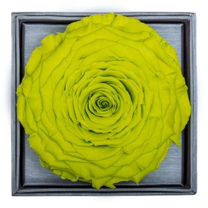 Bright Green Mega Preserved Rose | Crystalline Rose Box