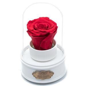 RED PRESERVED ROSE｜THE ONLY REGULAR WHITE MUSIC GLOBE