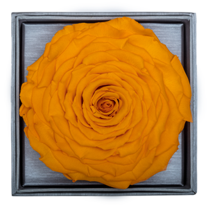 Yellow Mega Preserved Rose | Crystalline Rose Box