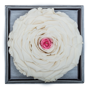 White & Pink Mega Preserved Rose | Crystalline Rose Box