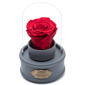 RED PRESERVED ROSE｜THE ONLY REGULAR GREY MUSIC GLOBE