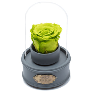 GREEN PRESERVED ROSE｜THE ONLY REGULAR GREY MUSIC GLOBE