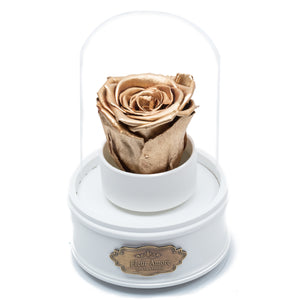 GOLD PRESERVED ROSE｜THE ONLY REGULAR WHITE MUSIC GLOBE