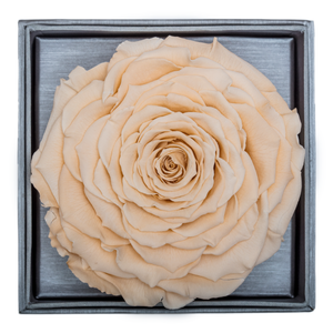 Peach Mega Preserved Rose | Crystalline Rose Box