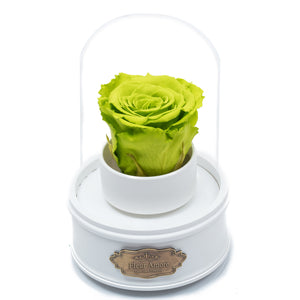 GREEN PRESERVED ROSE｜THE ONLY REGULAR WHITE MUSIC GLOBE