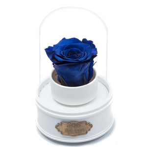 ROYAL BLUE PRESERVED ROSE｜THE ONLY REGULAR WHITE MUSIC GLOBE