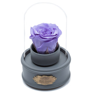 PURPLE PRESERVED ROSE｜THE ONLY REGULAR GREY MUSIC GLOBE