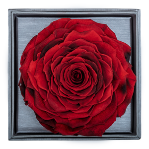 Fire Red Mega Preserved Rose | Crystalline Rose Box     Fire Red Mega Preserved Rose | Crystalline Rose Box     Fire Red Mega Preserved Rose | Crystalline Rose Box    Fire Red Mega Preserved Rose | Crystalline Rose Box