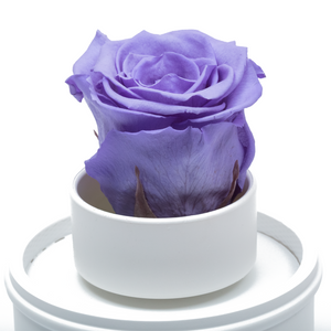 PURPLE PRESERVED ROSE｜THE ONLY REGULAR WHITE MUSIC GLOBE