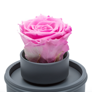 PINK PRESERVED ROSE｜THE ONLY REGULAR GREY MUSIC GLOBE