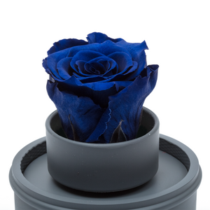 ROYAL BLUE PRESERVED ROSE｜THE ONLY REGULAR GREY MUSIC GLOBE