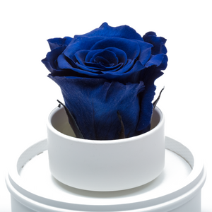 ROYAL BLUE PRESERVED ROSE｜THE ONLY REGULAR WHITE MUSIC GLOBE