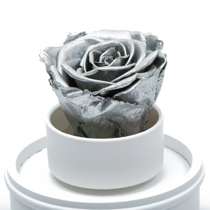 SILVER PRESERVED ROSE｜THE ONLY REGULAR WHITE MUSIC GLOBE