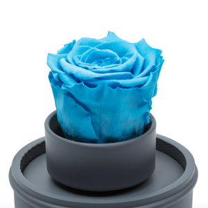 BLUE PRESERVED ROSE｜THE ONLY REGULAR GREY MUSIC GLOBE