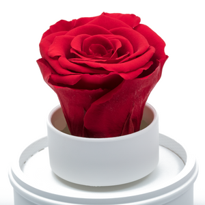 RED PRESERVED ROSE｜THE ONLY REGULAR WHITE MUSIC GLOBE