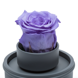 PURPLE PRESERVED ROSE｜THE ONLY REGULAR GREY MUSIC GLOBE