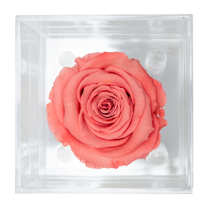 LIGHT PINK PRESERVED ROSE | PETITE ACRYLIC ROSE BOX