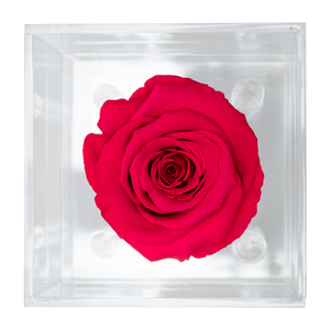 DARK PINK PRESERVED ROSE | PETITE ACRYLIC ROSE BOX