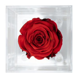 DARK RED PRESERVED ROSE | PETITE ACRYLIC ROSE BOX