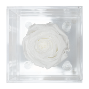 WHITE PRESERVED ROSE | PETITE ACRYLIC ROSE BOX