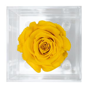 LIGHT YELLOW PRESERVED ROSE | PETITE ACRYLIC ROSE BOX