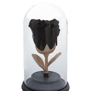 BLACK PRESERVED ROSE | BEAUTY AND THE BEAST MUSIC GLOBE