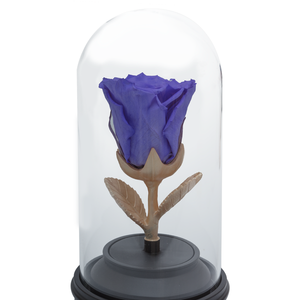 PURPLE PRESERVED ROSE | BEAUTY AND THE BEAST MUSIC GLOBE