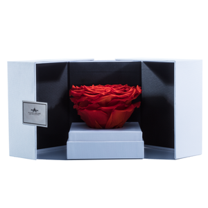 ORANGE MEGA PRESERVED ROSE | SWING OPENING BOX