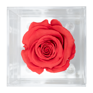 FIRE RED PRESERVED ROSE | PETITE ACRYLIC ROSE BOX