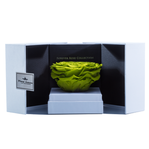 Light Green Mega Preserved Rose | Swing Opening Box