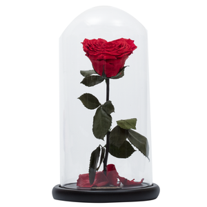 Red with Crystal Dust Heart Shape Preserved Rose | Beauty and The Beast Glass Dome